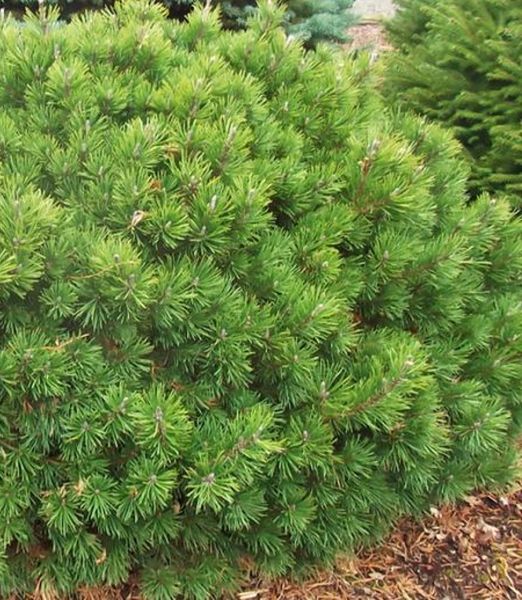 Pinus mugo 'Mugo'